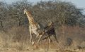 02 etosha