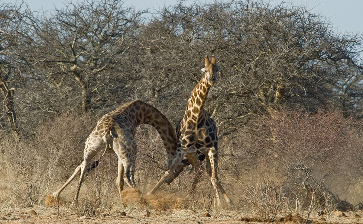 02 etosha