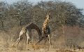 02 etosha