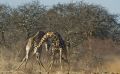 02 etosha