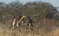 02 etosha