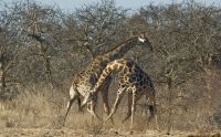02 etosha