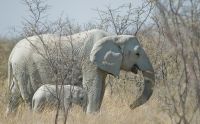 02 etosha