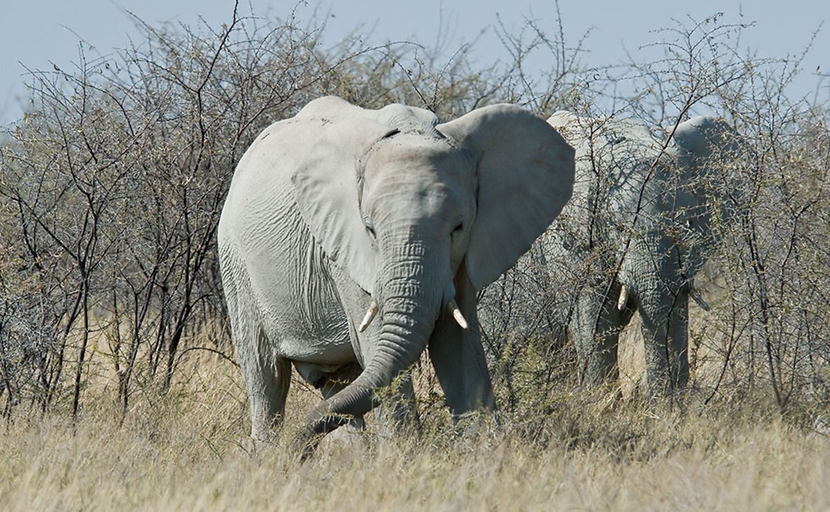 02 etosha