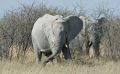 02 etosha