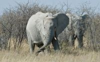 02 etosha