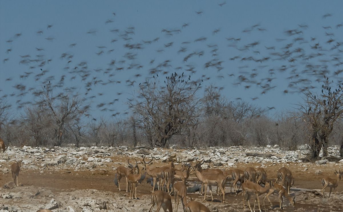 02 etosha