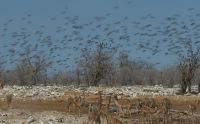 02 etosha