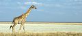 02 etosha