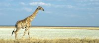 02 etosha
