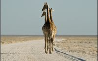 02 etosha