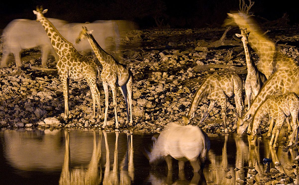 02 etosha