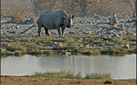 02 etosha