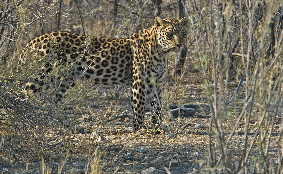 02 etosha