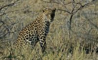 02 etosha