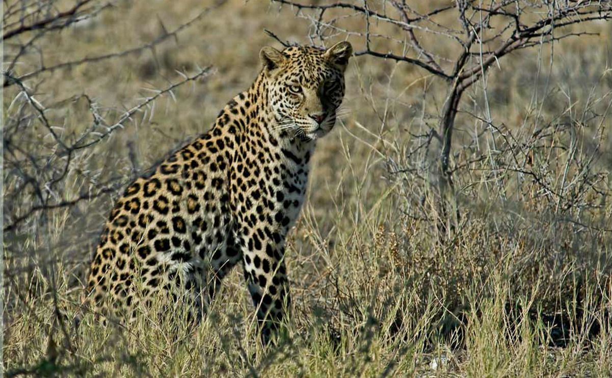 02 etosha