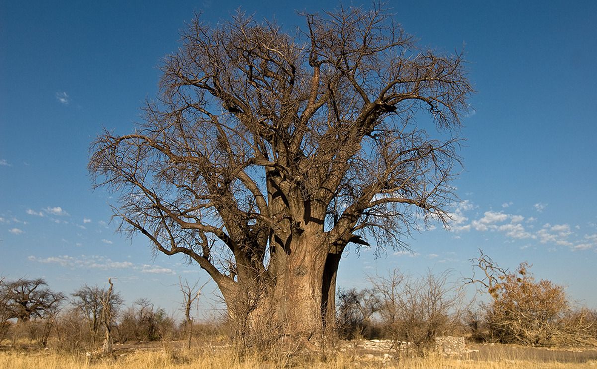 03 tsumkwe