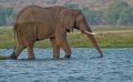 08 chobe river