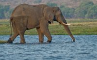 08 chobe river