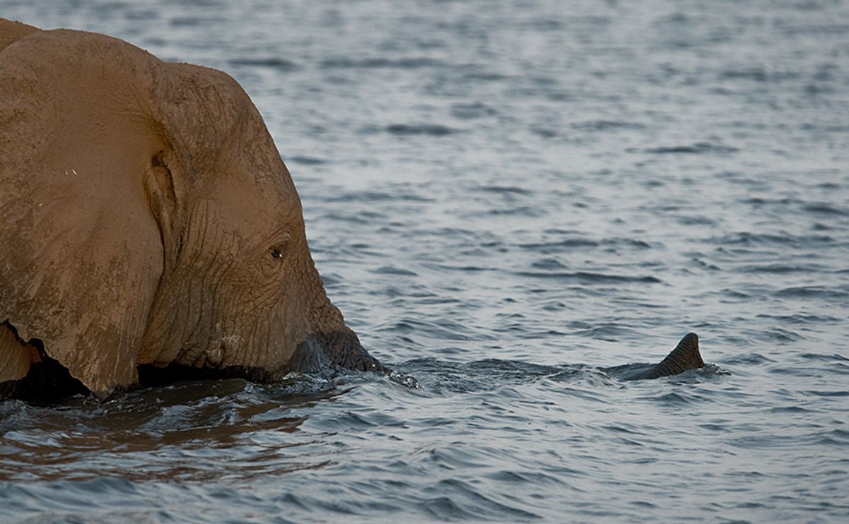 08 chobe river