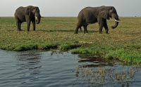 08 chobe river