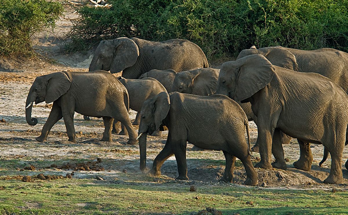 08 chobe river