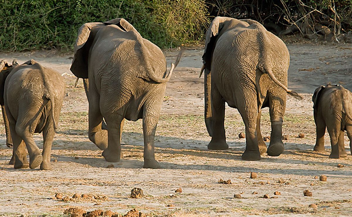 08 chobe river
