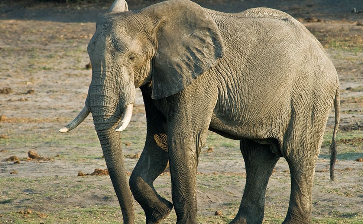 08 chobe river