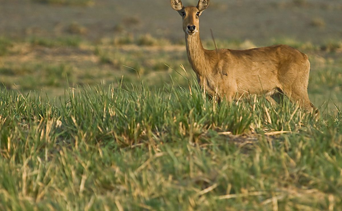 08 chobe river