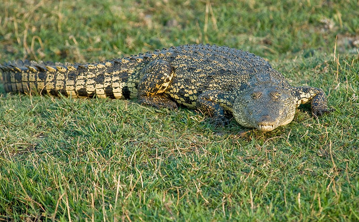 08 chobe river