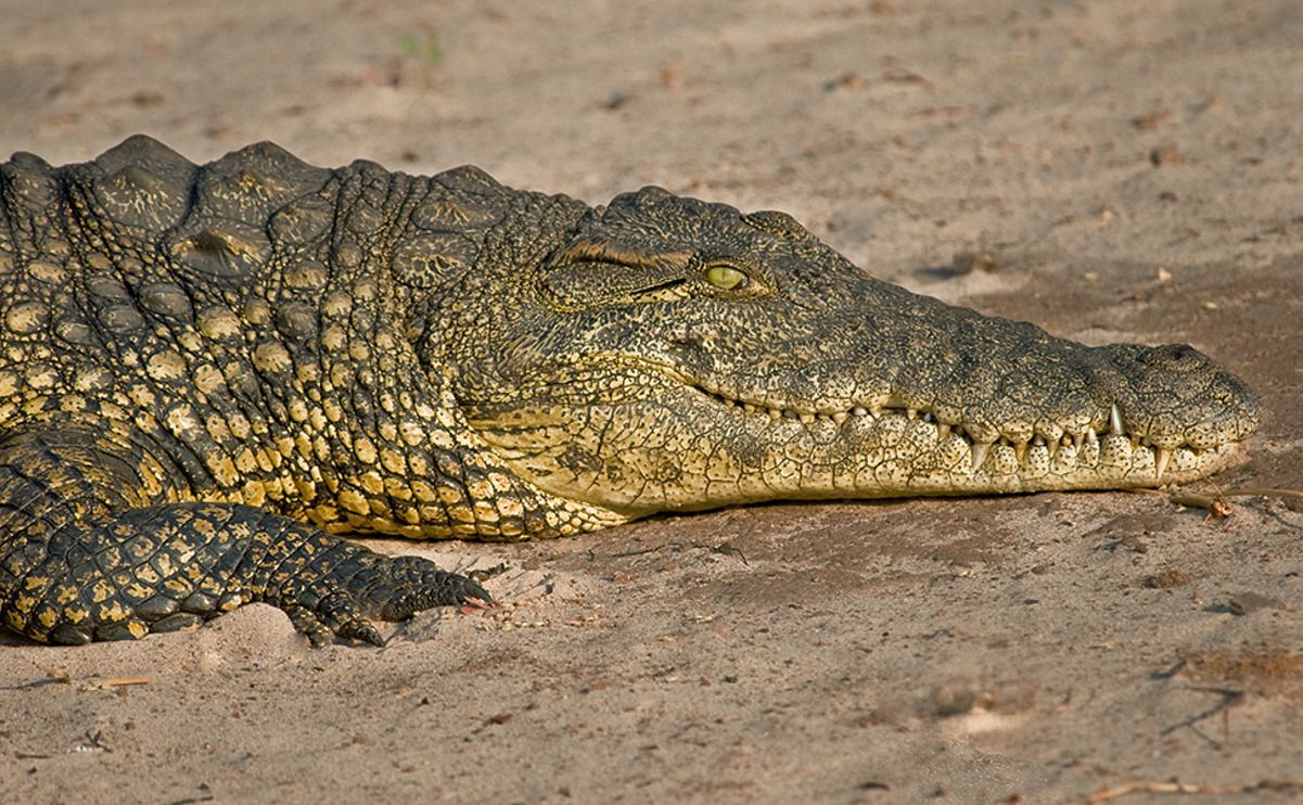 08 chobe river