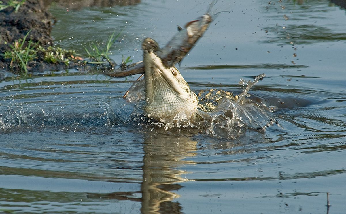 08 chobe river