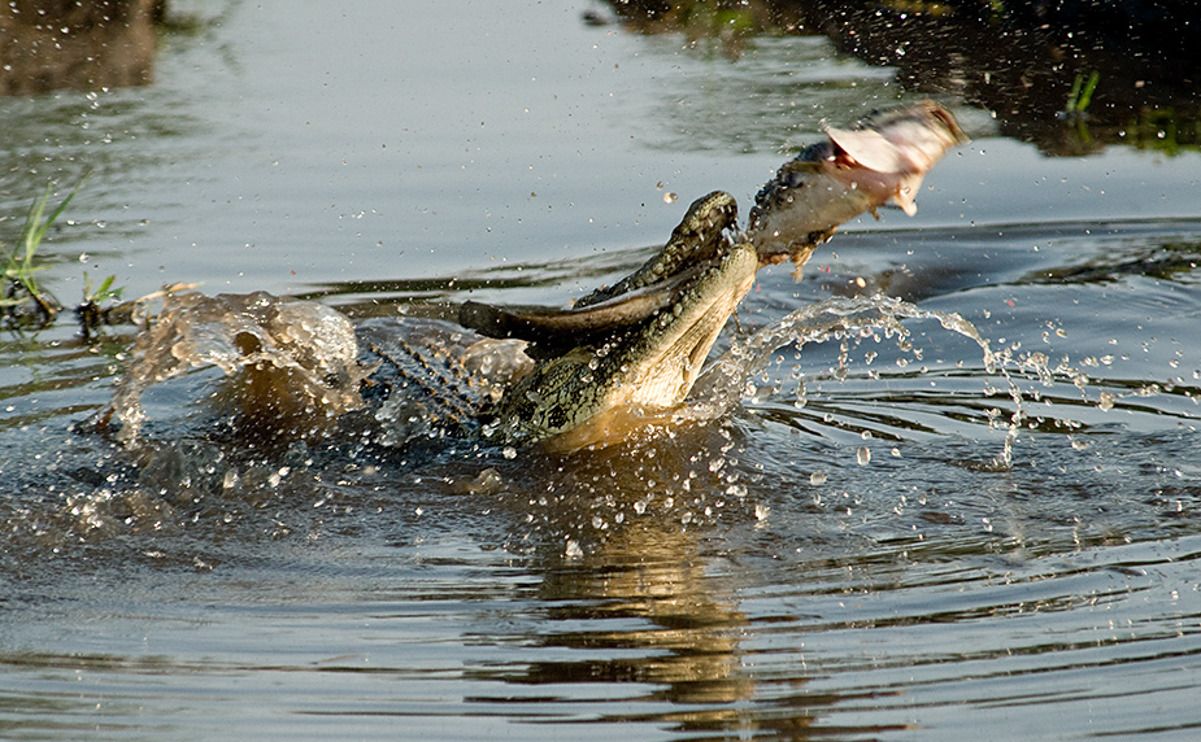 08 chobe river