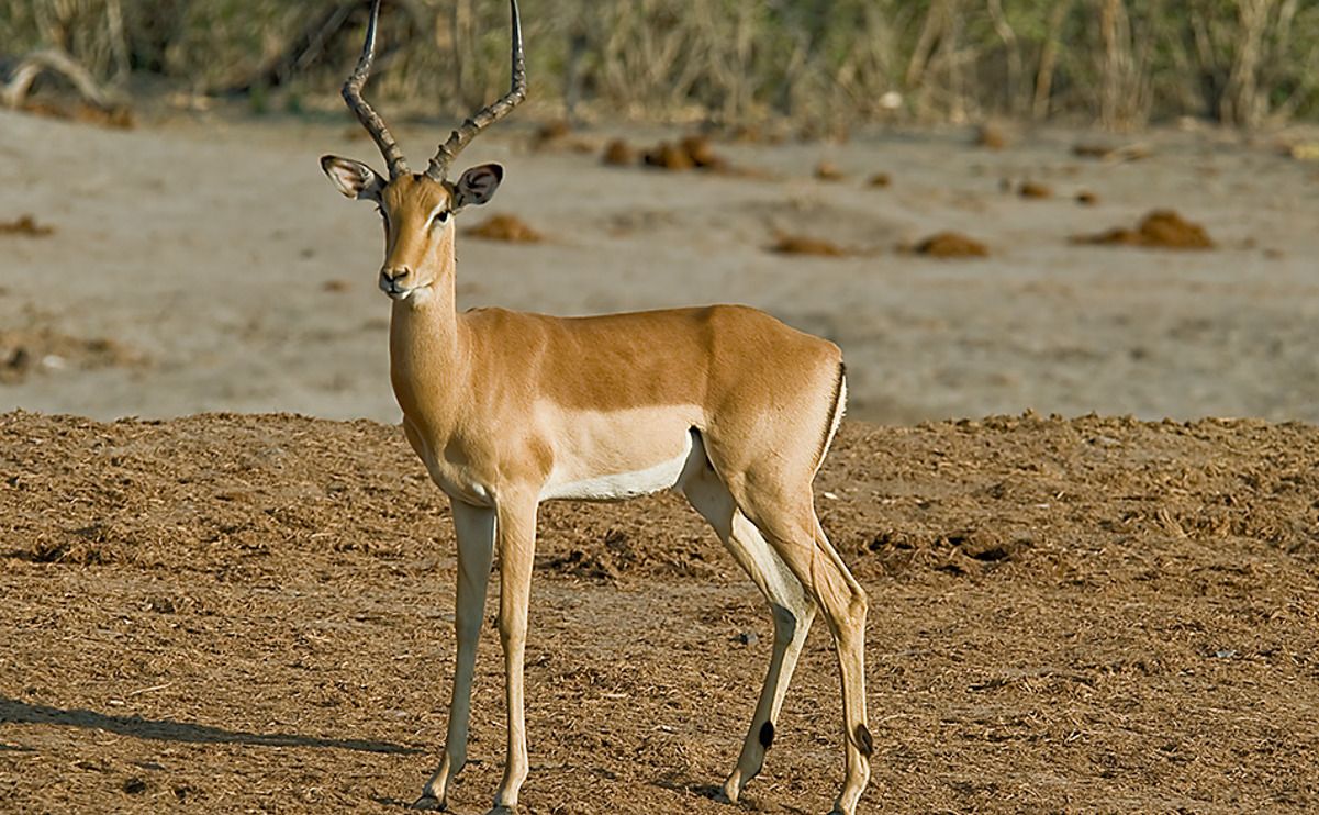 08 chobe river