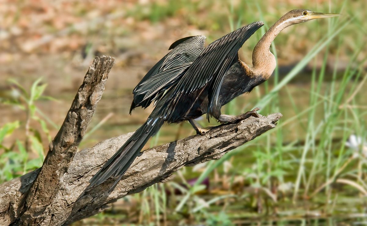 08 chobe river