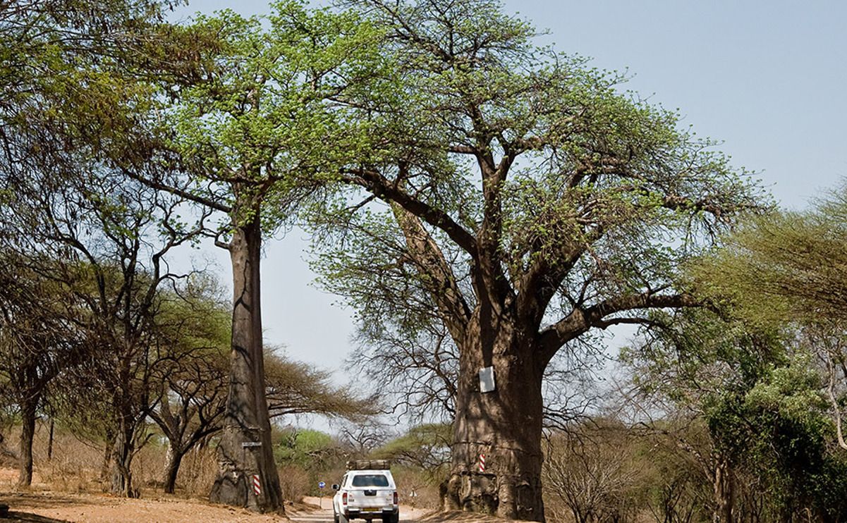 08 chobe river
