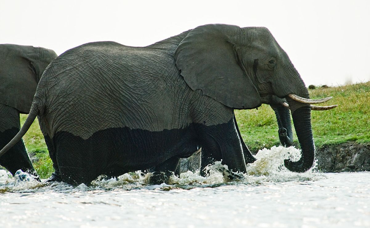 08 chobe river