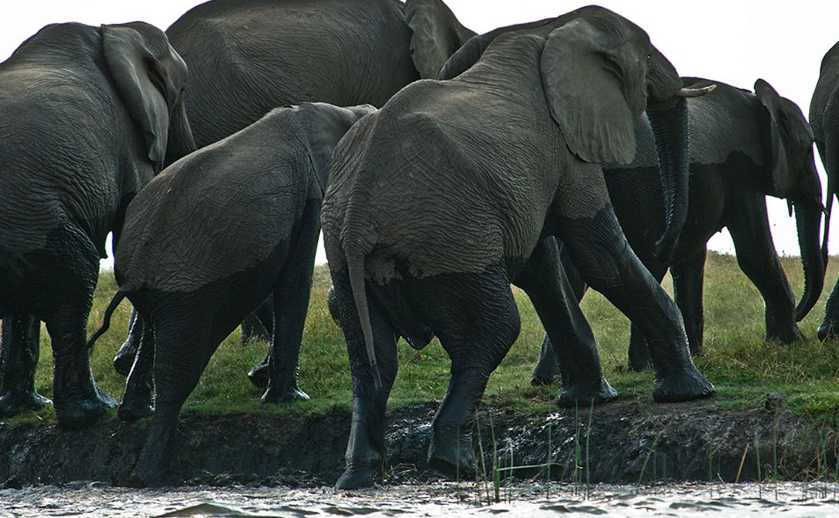 08 chobe river
