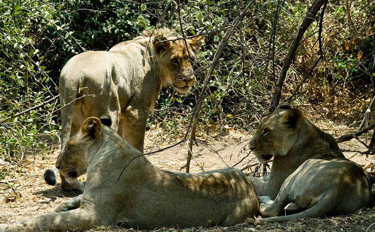 08 chobe river