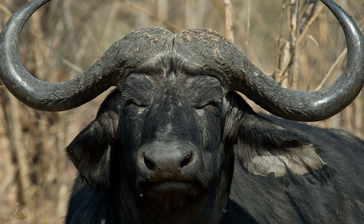 08 chobe river