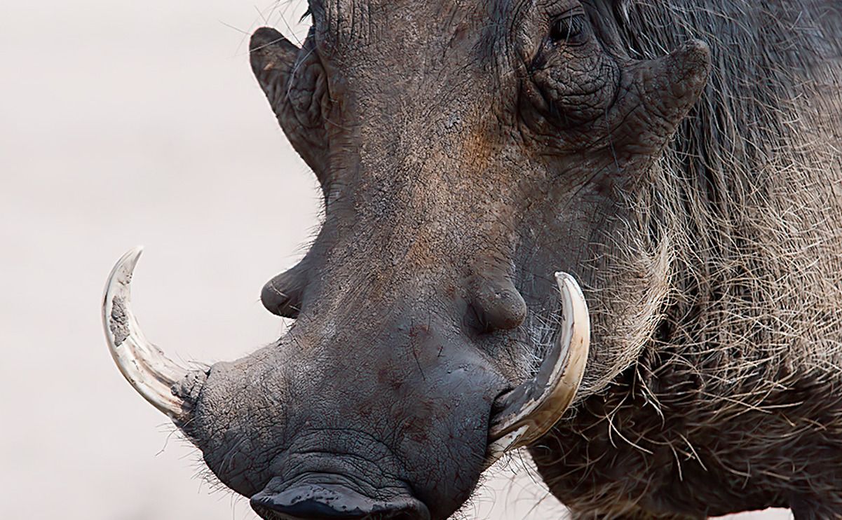 08 chobe river