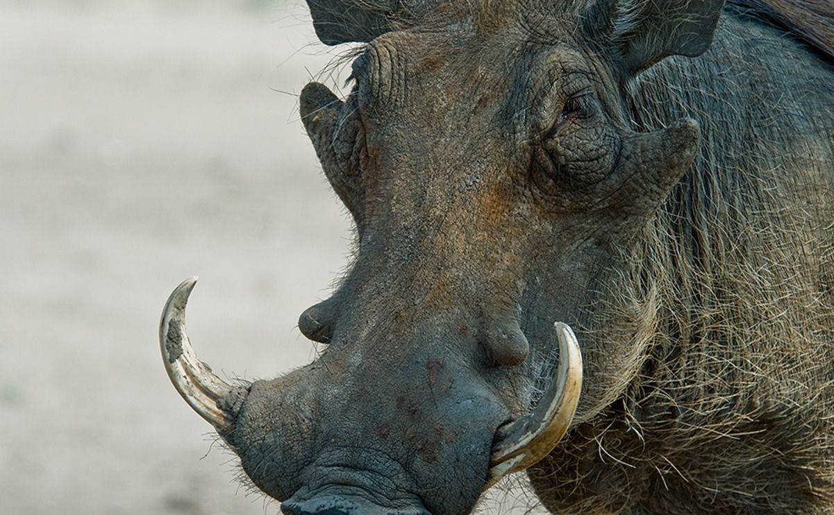 08 chobe river