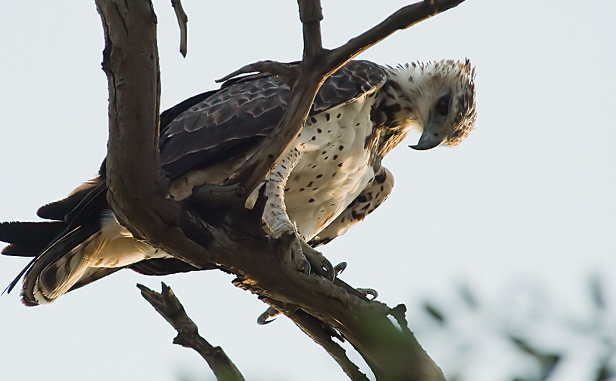 08 chobe river