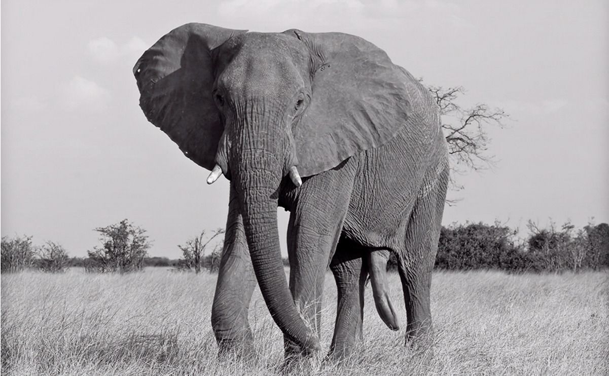09 savuti