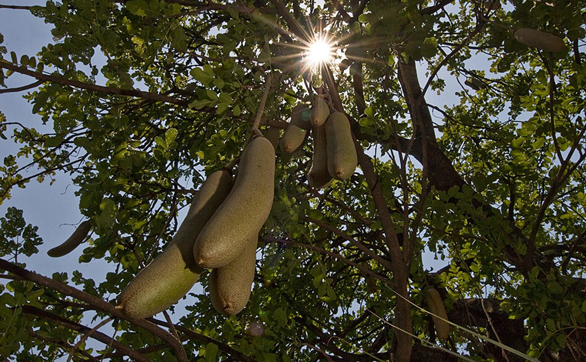 11 okavango delta