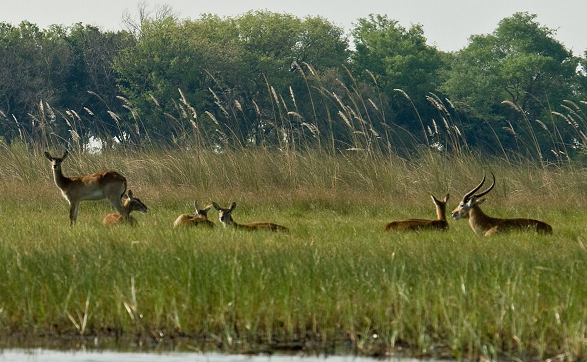 11 okavango delta