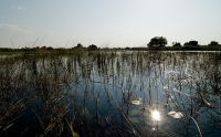 11 okavango delta