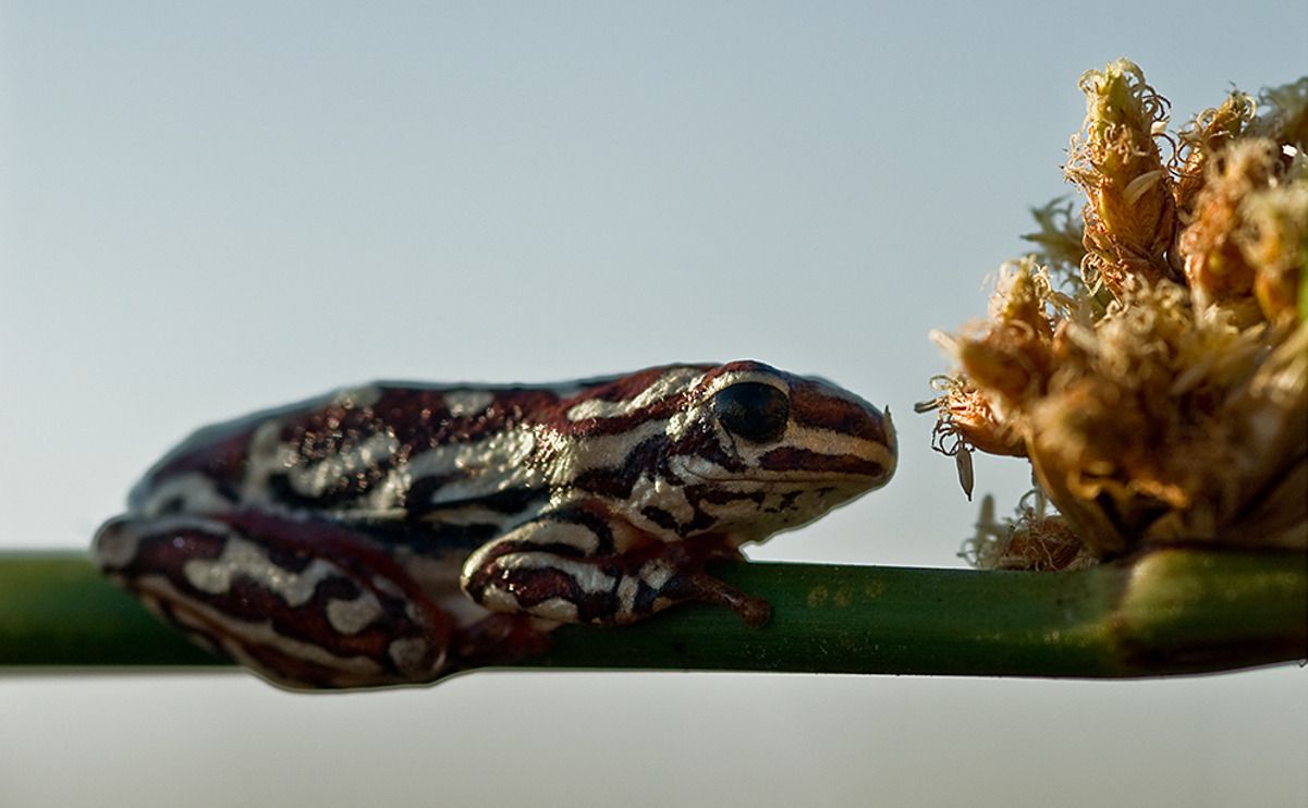 11 okavango delta
