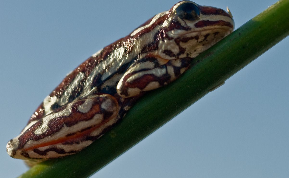 11 okavango delta