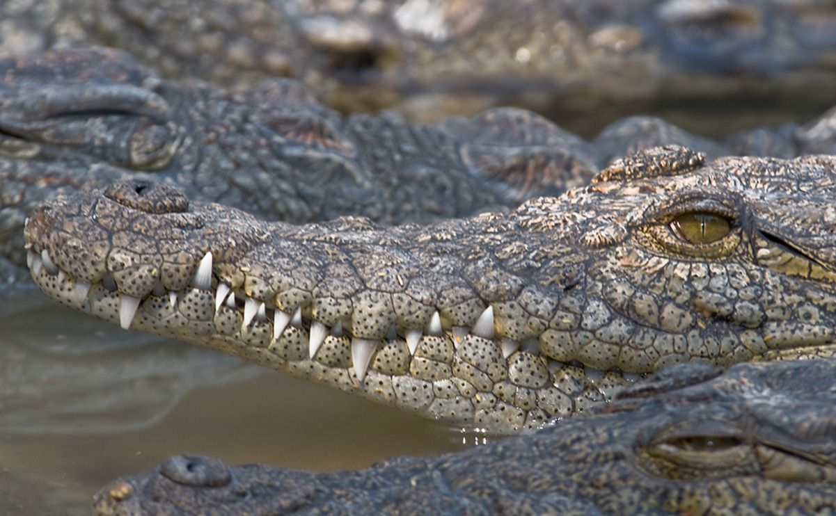 11 okavango delta